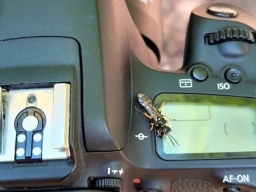 Insect